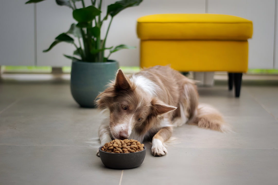 Choosing Perfect Pet Feeding Essentials